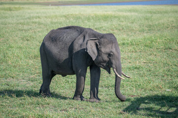 Fototapeta premium Elephants