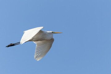 Great white Egret Ardea alba from Southern France, Camargue