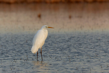 Great white Egret Ardea alba from Southern France, Camargue