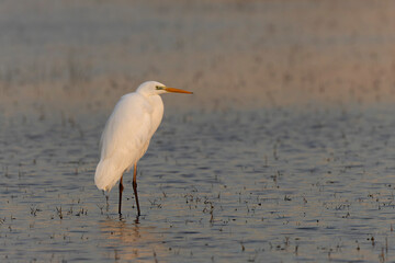 Great white Egret Ardea alba from Southern France, Camargue