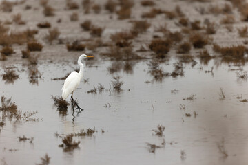 Great white Egret Ardea alba from Southern France, Camargue