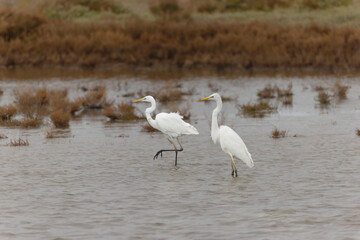 Great white Egret Ardea alba from Southern France, Camargue