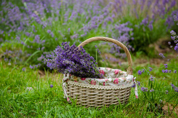 Straw basket with collected bouquets of lavender, in garden in the summer on the grass