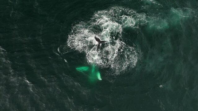 Amazing mammal humpback whale aerial top shot in Iceland slow motion
