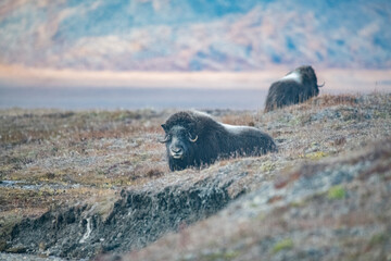 Musk Ox