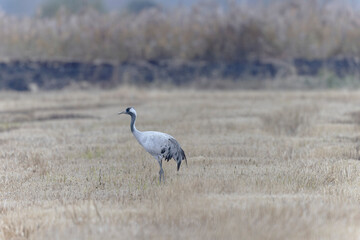 Grus grus Common eurpean crane feeding in rice fields in Southern France