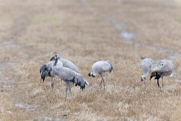 Grus grus Common eurpean crane feeding in rice fields in Southern France