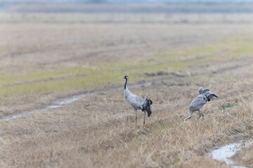 Grus grus Common eurpean crane feeding in rice fields in Southern France