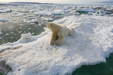Obraz na płótnie Canvas Polar bear in the Arctic