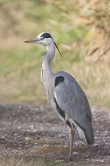 Grey Heron Ardea cinerea  in southern France, Camargue