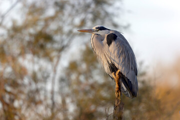 Grey Heron Ardea cinerea  in southern France, Camargue
