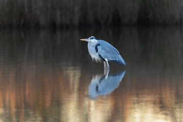 Grey Heron Ardea cinerea  in southern France, Camargue