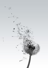 Fototapeta Fluffy dandelion flower and flying seeds obraz