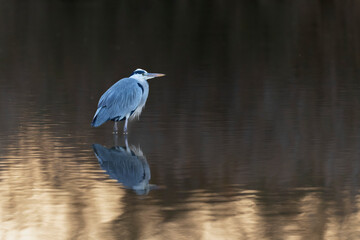 Grey Heron Ardea cinerea  in southern France, Camargue