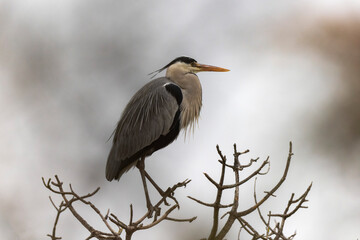 Grey Heron Ardea cinerea  in southern France, Camargue