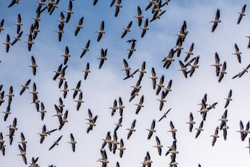 A flock of a large white African pelican circles in the sky in Israel during seasonal migration