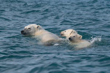Fototapeta premium Polar bears in the Arctic
