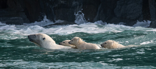 Polar bears in the Arctic