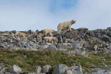 Polar bears in the Arctic