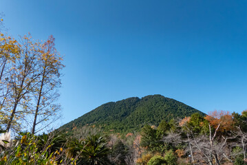 冬の空気が澄んだ青空に美しい木々と葉っぱ　滋賀県近江富士花緑公園