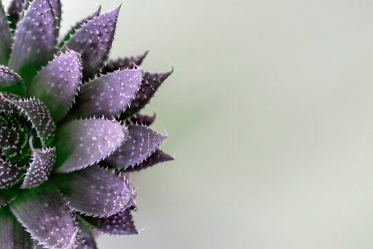 Green background with a plant on the side. Copy space, top view