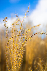 golden wheat field in autumn