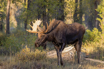 Bull Shiras Moose During the Fall Rut in Wyoming