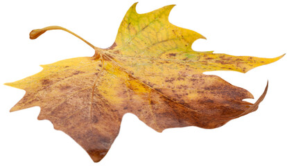 Collection of colored fallen autumn leaves on the desk