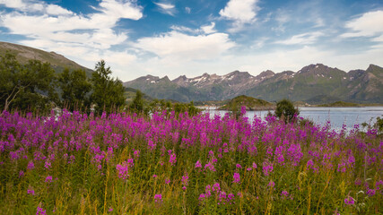 Obraz premium Arctic Lupine Wildflowers on the coast of Gimsøystraumen strait, in the Lofoten Archipelago