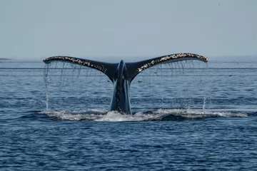 Foto op Canvas Whale tail © Stanislav