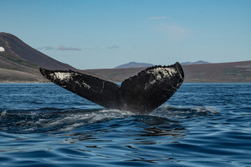 Naklejka premium Whale tail