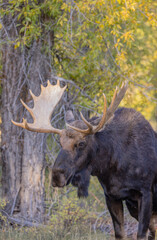 Bull Shiras Moose During the Fall Rut in Wyoming