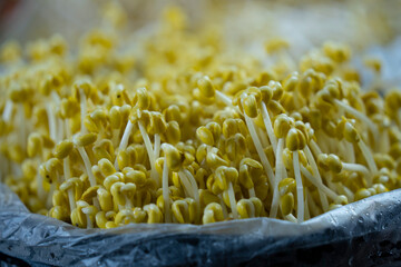 숙취에 좋은 콩나물