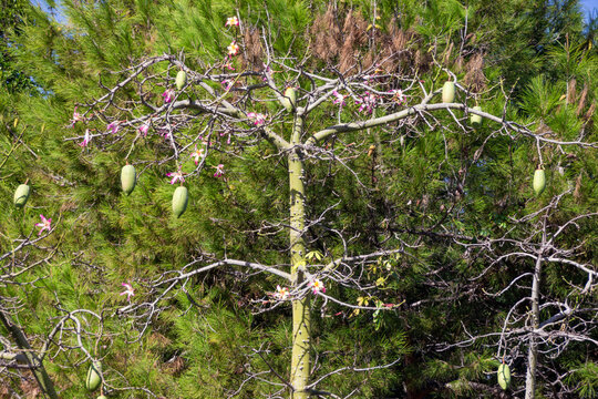 Chorisia speciosa o palo de borracho con vaina fruto