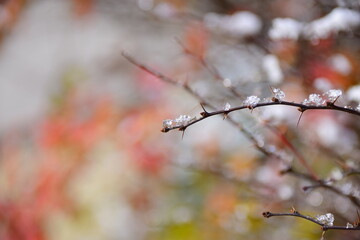 branch of a tree