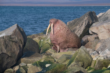 Walrus
