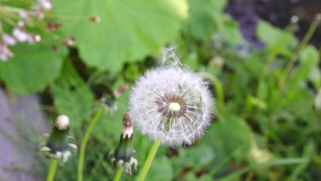 dandelion flower at the garden 
