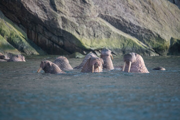 Fototapeta premium Walrus