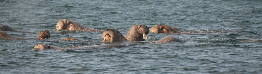 Walrus