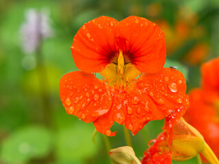 Nasturtium in orange on the bush with dew drops on the flower. Spice for salads