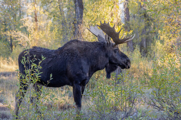 Bull Shiras Moose During the Fall Rut in Wyoming