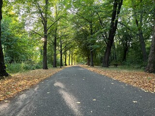 Obraz premium Beautiful landscape with pathway among tall trees in park