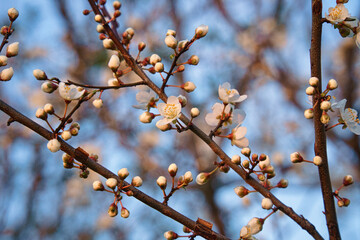 Branch with cherry blossom on fruit tree in garden. Blossom in spring. With bokeh.