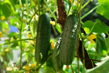 Cucumbers growing on bush near fence in garden, closeup