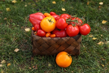 Fototapeta na wymiar Basket of fresh tomatoes on green grass outdoors