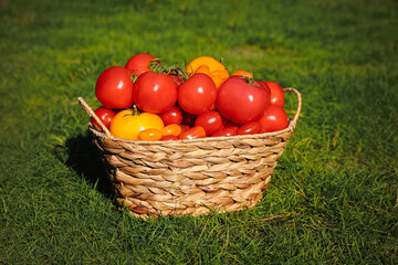 Wicker basket with fresh tomatoes on green grass outdoors