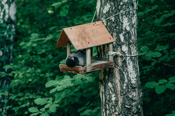 A summer park in which a pigeon sits on a birch tree in a squirrel feeder and looks funny in the hope that it will be fed.