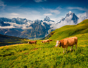Cattle on a mountain pasture. Sunny summer view of Bernese Oberland Alps, Grindelwald village location, Switzerland, Europe. Splendid morning landscape of Swiss Alps with Wetterhorn peaks.