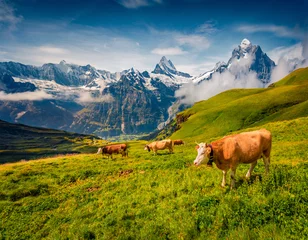 Foto op Aluminium Cattle on a mountain pasture. Sunny summer view of Bernese Oberland Alps, Grindelwald village location, Switzerland, Europe. Splendid morning landscape of Swiss Alps with Wetterhorn peaks. © Andrew Mayovskyy