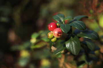 Sprig of delicious ripe red lingonberries outdoors, closeup. Space for text